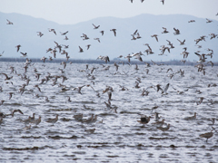 Higashiyoka Tidal Flat